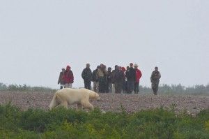 Polar bear saunters by hikers at Seal River Lodge