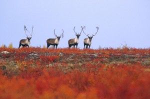 Four caribou on tundra ridge in Northern Manitoba, Canada