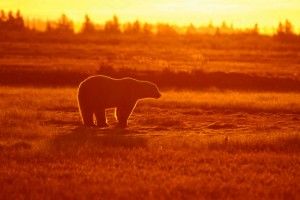 polar bear on arctic tundra