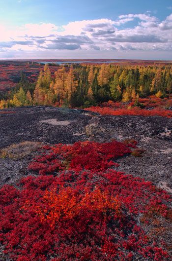 Fall colors in the arctic