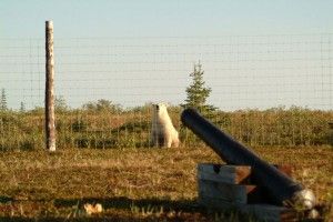 The polar bear and the cannon