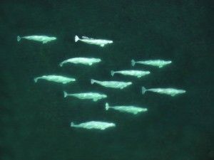 Ghostly white Beluga Whales in Hudson Bay