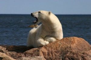 Churchill Polar Bear Yawning on Hudson Bay Coast near Seal River