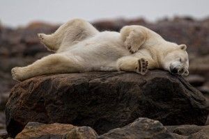 Polar bear relaxing on rocks at Seal River Heritage Lodge