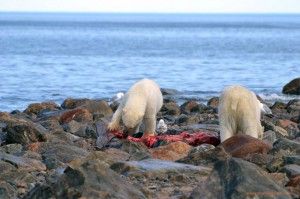 Polar bears chowing down on the coast of Hudson Bay near Churchill Wild's Seal River Heritage Lodge.