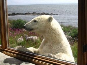 peek-a-boo polar bear