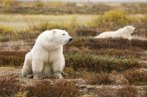 King polar bear surveys his domain.