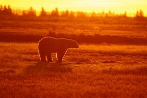 Polar bear at sunset Nanuk Polar bear Lodge