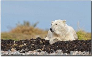 Peaceful polar bear in Northern Manitoba. Charles Glatzer photo.