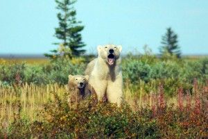 Polar bear yawning with cub Nanuk Polar Bear Lodge