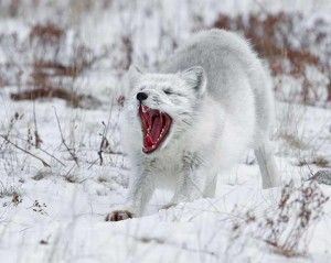 Arctic fox yawning on tundra near Churchill Wild's Seal River Heritage Lodge.