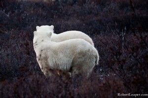 Polar bear cubs double take