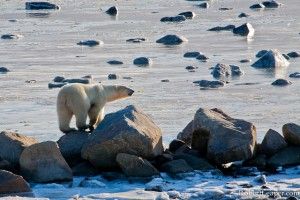 Polar bear surveys his icy domain on Hudson Bay