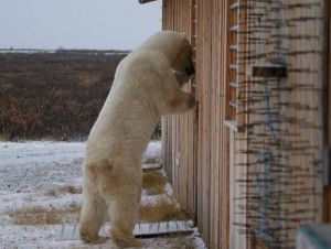 Polar bear stands at the window of Seal River Heritage Lodge.