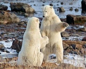 Polar bears dancing near Churchill Wild's Seal River Heritage Lodge on the coast of Hudson Bay.