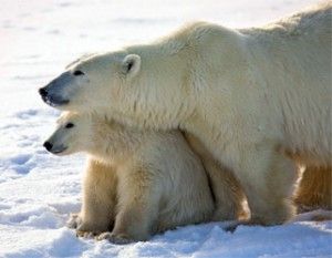 Churchill polar bears mom with cub