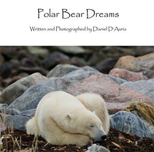 Polar Bear Dreams by Daniel D'Auria