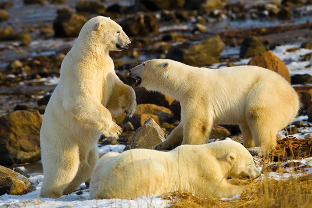 Polar bears playing near Churchill Wild's Seal River Heritage Lodge