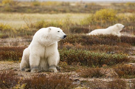 King Polar Bear at Nanuk.