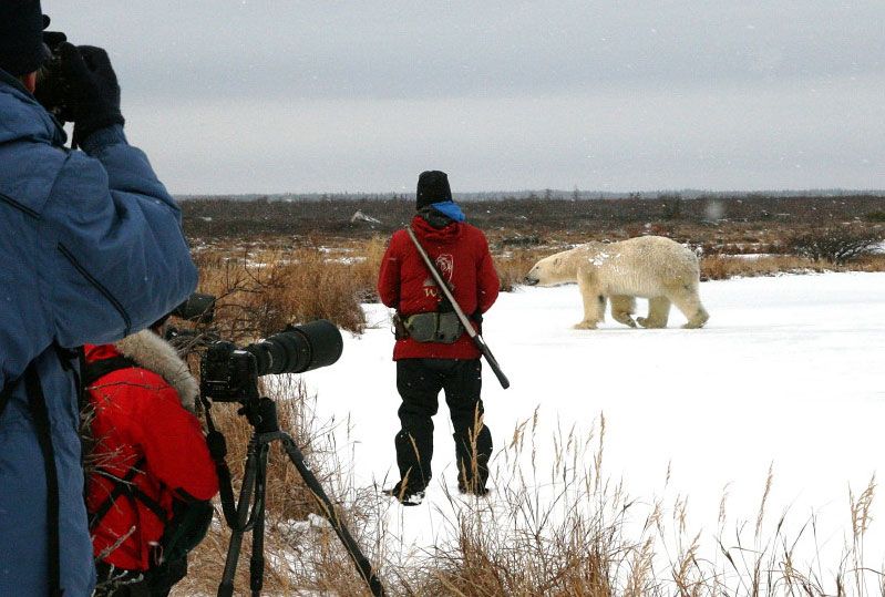 Photographers walking with polar bears at Churchill Wild.