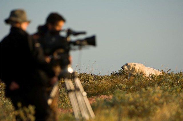Polar bear being filmed at Seal River
