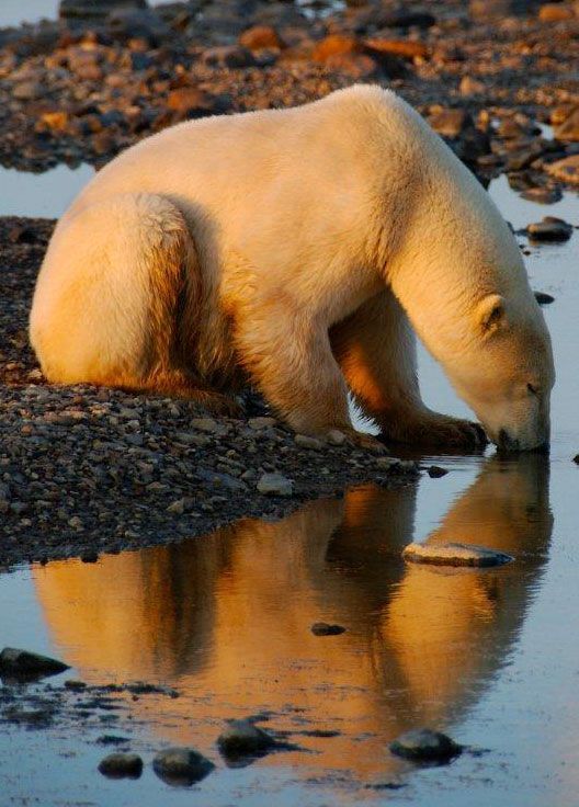 Polar bear sees reflection on Hudson Bay.
