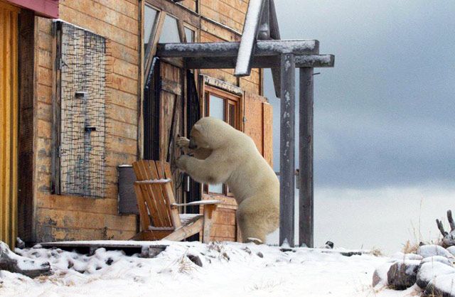 Polar bear looking for Cranberry Cake at Seal River Heritage Lodge. JulieThompson Photo