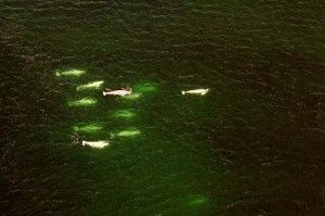 Arial view of beluga whales at Churchill Wild.