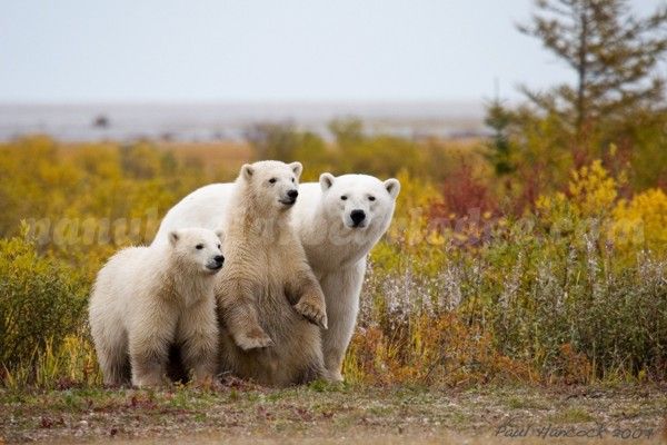 Polar bear cubs with Mom at Nanuk Polar bear Lodge.