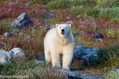 Polar bear near Seal River Heritage Lodge Photo Credit: Renee Blodgett