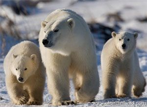 Great Ice Bear Polar Bear Tour