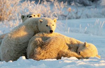 Mother Polar Bear and Cubs - Dennis Fast