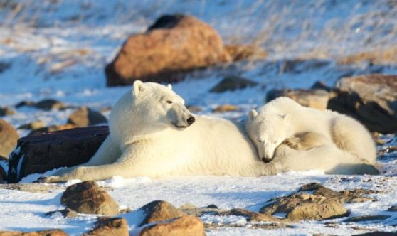 Polar Bear Mom with Cubs at Seal River Lodge - Missi Mandel Photo