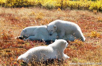 Polar bears relaxing Nanuk Polar Bear Lodge 