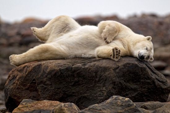 Polar Bear relaxing near Seal River Lodge - Robert Postma Photo