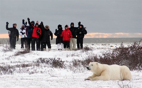 Polar Bear Photo Safari - Churchill Wild - Seal River Heritage Lodge