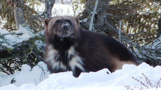 Wolverine at Dymond Lake Lodge - Great Ice Bear Adventure 2012