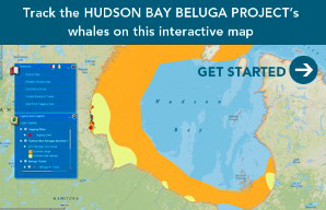 Click Image for Interactive Beluga Whale Tracking Map