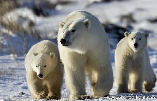 Great Ice Bear Adventure - Polar bear mom with cubs at Dymond Lake Lodge