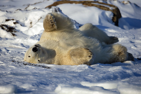 Polar Bear Roll - Photo Credit: Robert Postma