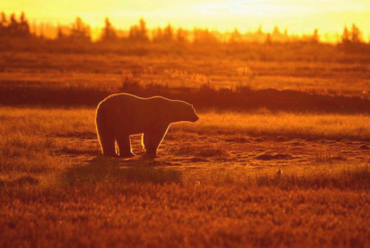 Sun sets on a polar bear near Nanuk Polar Bear Lodge