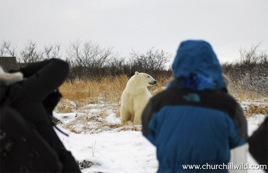 Churchill Wild guests photograph polar bear on Great Ice Bear Adventure