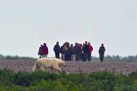 Walking with polar bears at Churchill Wild