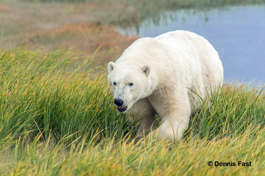 Polar bear approaches at Nanuk.