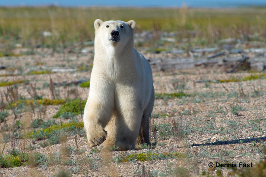 Polar bear approaching fast at nanuk Polar Bear Lodge.