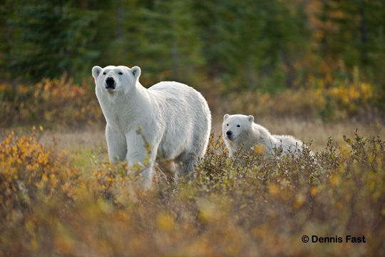What's going on over there? Polar bear Mom and Cub at Nanuk Polar Bear Lodge.