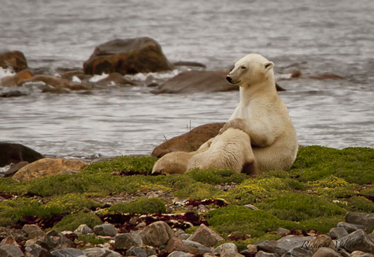Polar bear mom with nursing cubs at Seal River Lodge.
