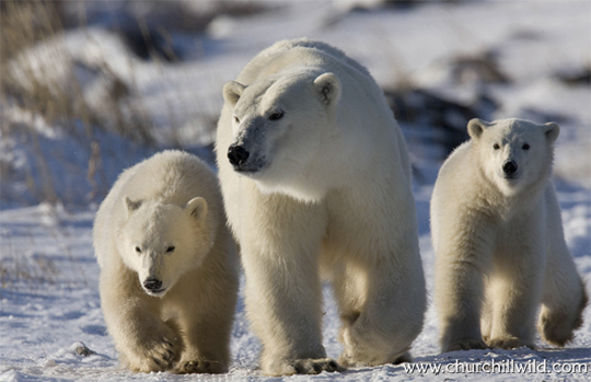 Polar Bears on the Great Ice Bear Adventure