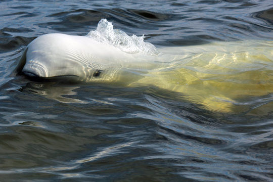 Beluga swims by  in Hudson Bay