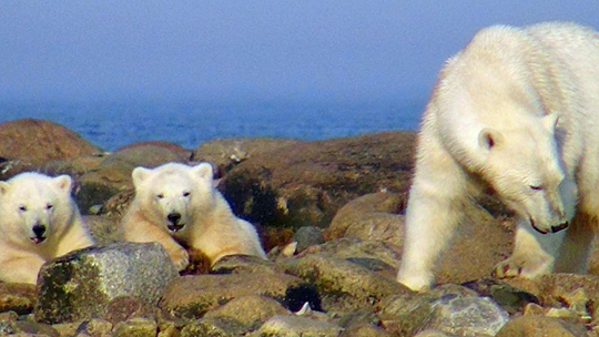 Mom & Cubs at Seal River